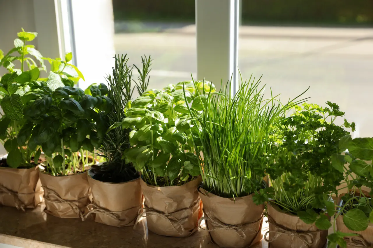 Savour the Flavour: Growing Herbs On the Kitchen Windowsill